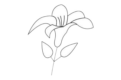 百合花简笔画图片