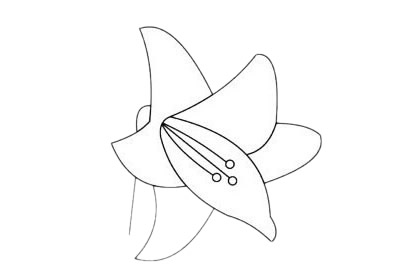 百合花简笔画图片