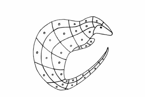 穿山甲简笔画图片