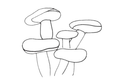 珊瑚简笔画图片大全作品三