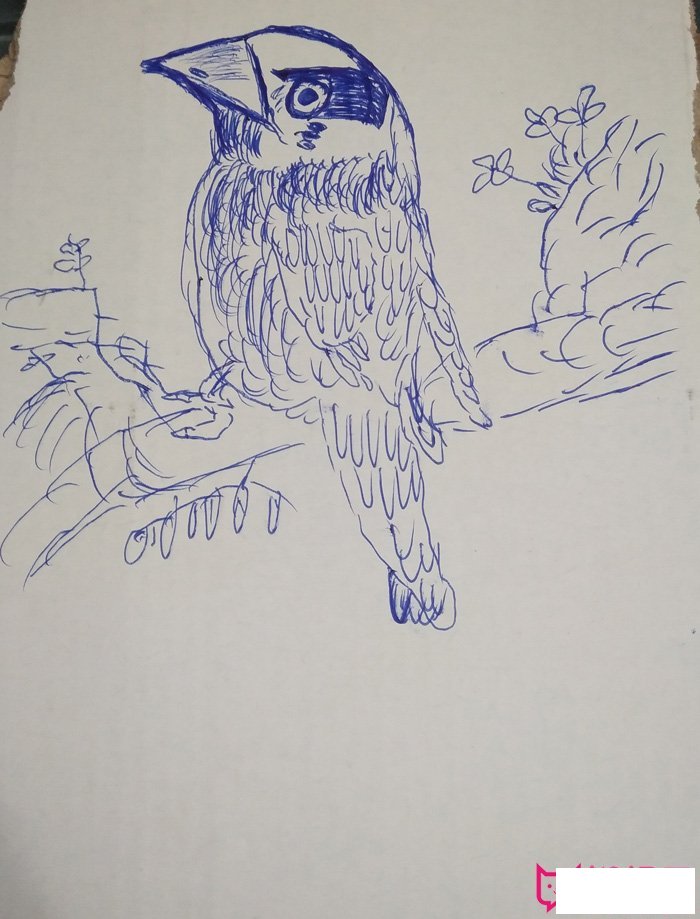 儿童小鸟简笔画图片大全，简单的小鸟简笔画