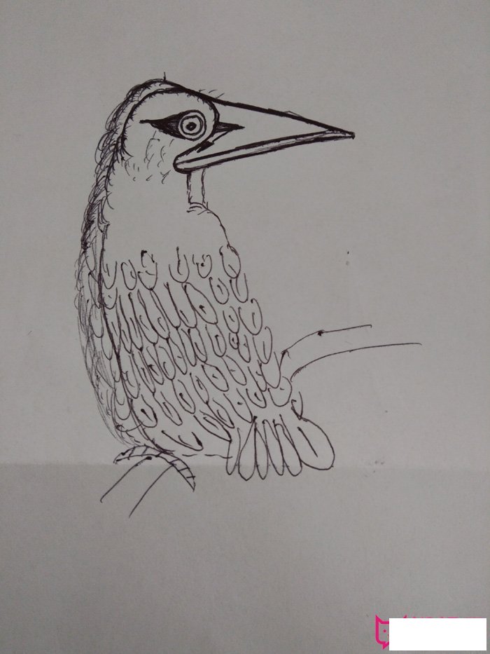 儿童小鸟简笔画图片大全，简单的小鸟简笔画
