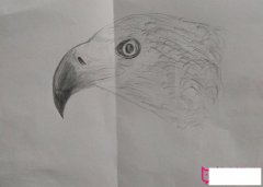 儿童小鸟简笔画图片大全，简单的小鸟简笔画