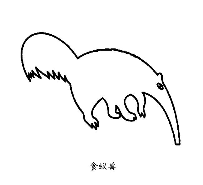 食蚁兽动物简笔画步骤图片大全