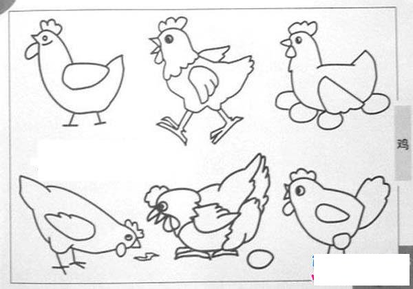 鸡的简笔画图片大全