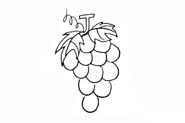 葡萄简笔画