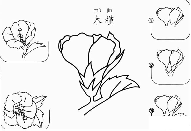 木槿怎么画简笔画图片大全