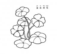 金丝荷花植物花简笔画步骤图片大全