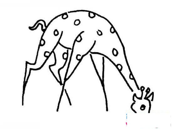 俯身吃草的长颈鹿简笔画
