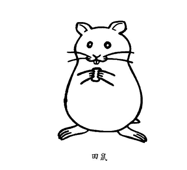 小田鼠动物简笔画步骤图片大全