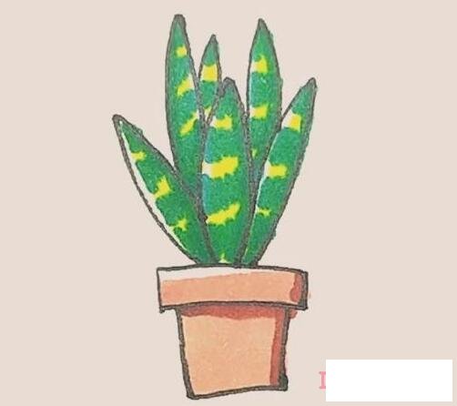  一步一步绘画彩色虎皮兰简笔画画法教程
