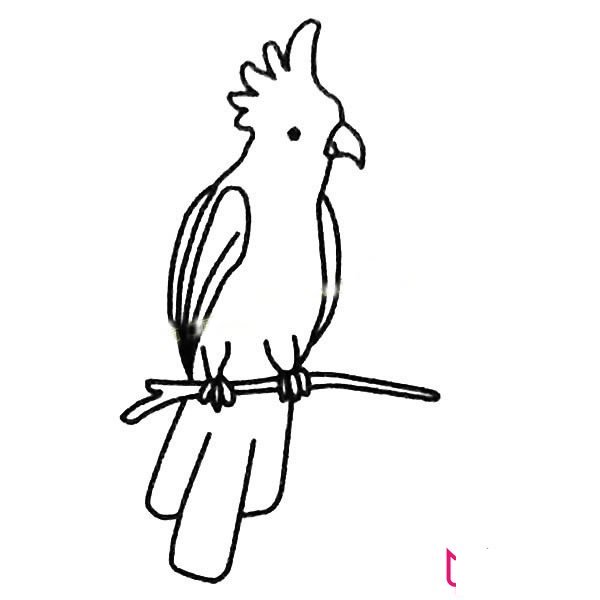 漂亮的动物简笔画大全，鹦鹉简笔画