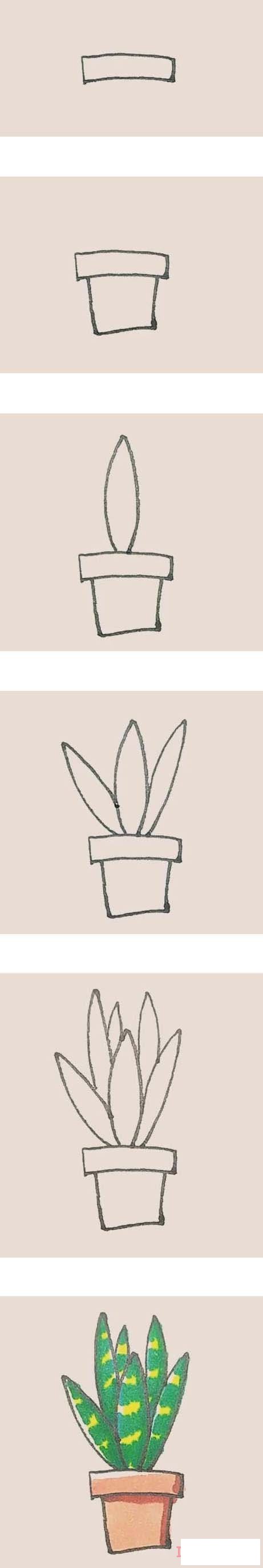  一步一步绘画彩色虎皮兰简笔画画法教程