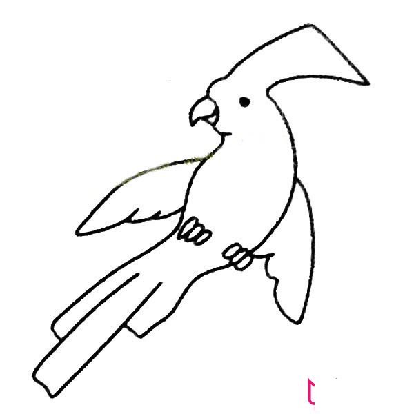 漂亮的动物简笔画大全，鹦鹉简笔画
