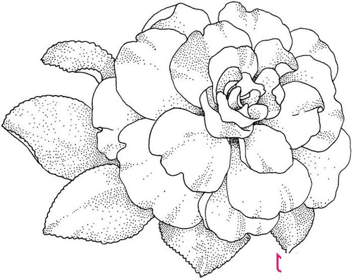 植物山茶花简笔画大全