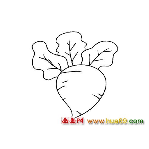 好吃的萝卜（简笔画）4