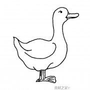 家禽鸭子简笔画图片