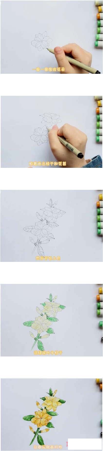  漂亮迎春花简笔画画法步骤教程涂颜色