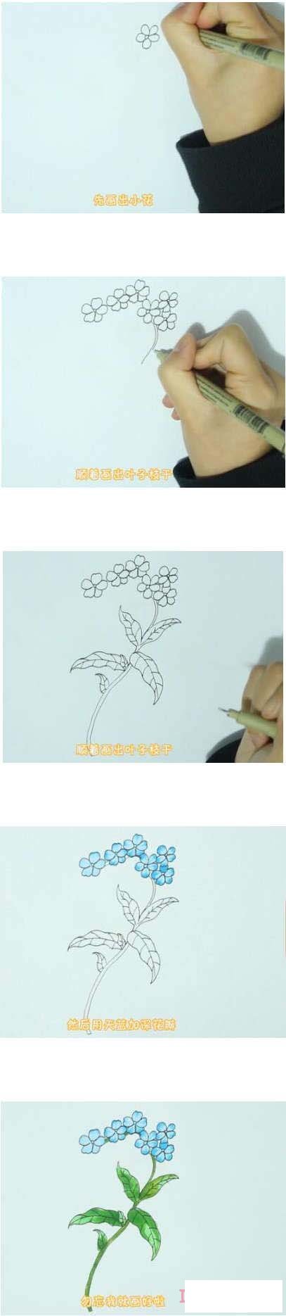 勿忘草简笔画画法步骤教程涂颜色