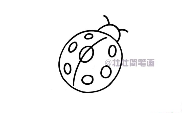 七星瓢虫简笔画画法_怎么画七星瓢虫的简笔画