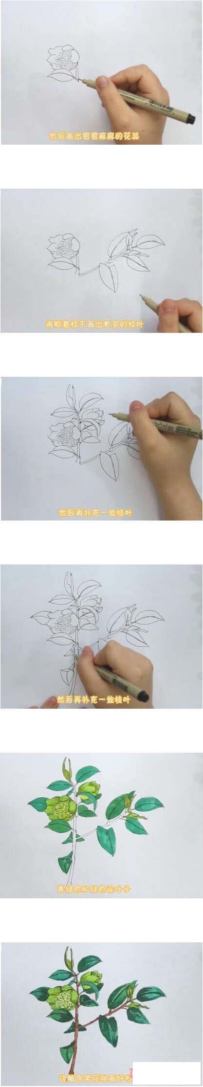 含笑花简笔画画法步骤教程涂颜色