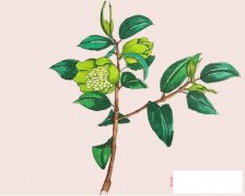 含笑花简笔画画法步骤教程涂颜色