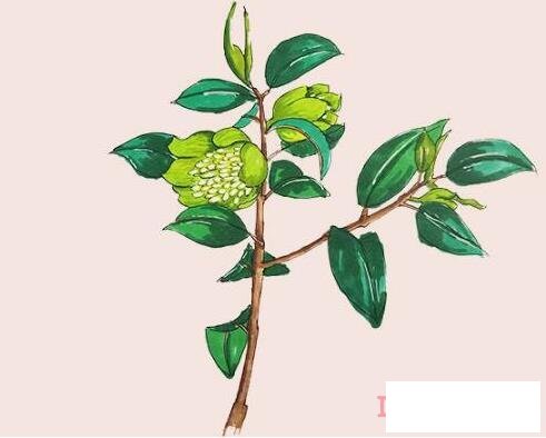 含笑花简笔画画法步骤教程涂颜色