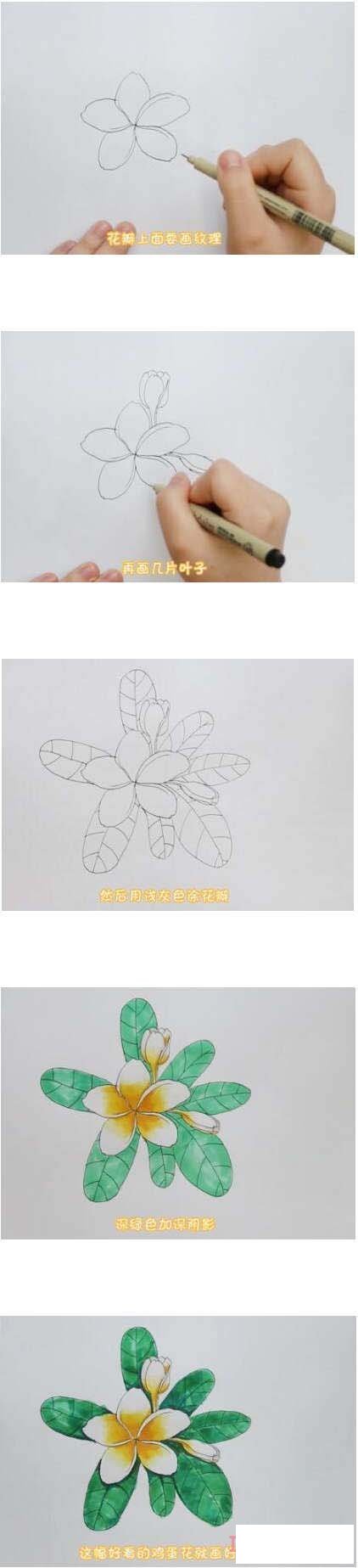 鸡蛋花简笔画画法步骤教程涂颜色