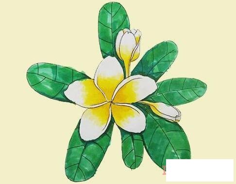鸡蛋花简笔画画法步骤教程涂颜色