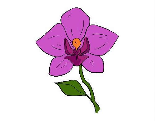 兰花简笔画的画法步骤图片