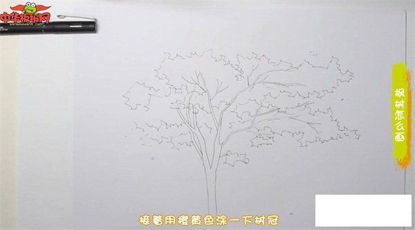 枫树怎么画