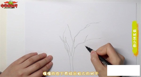 枫树怎么画