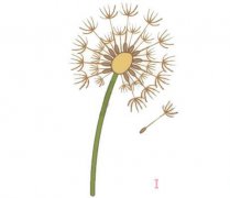 怎样画蒲公英简笔画简单漂亮 蒲公英的画法步骤