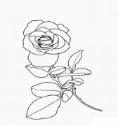 小花蕾的画法