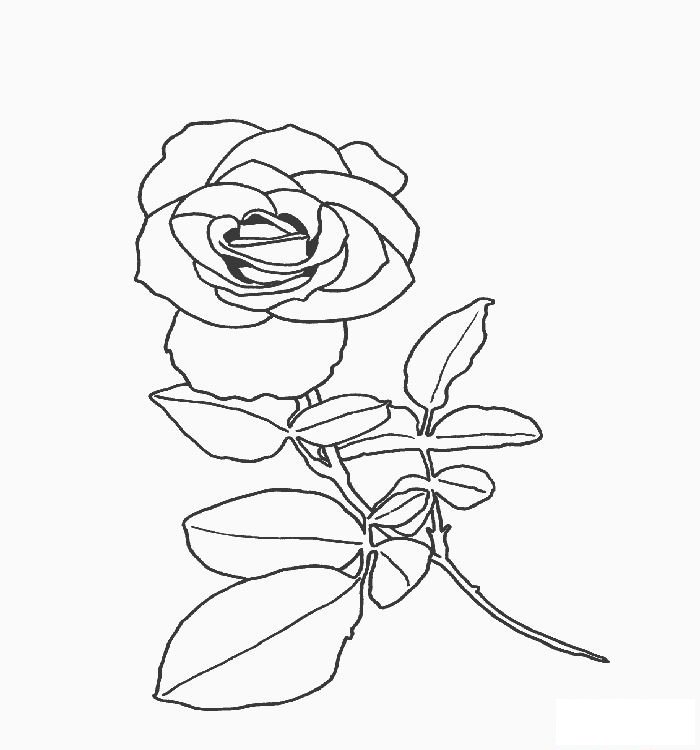 小花蕾的画法
