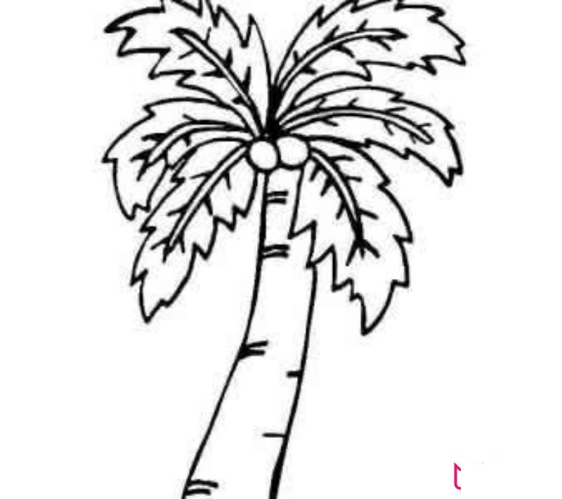 椰树简笔画