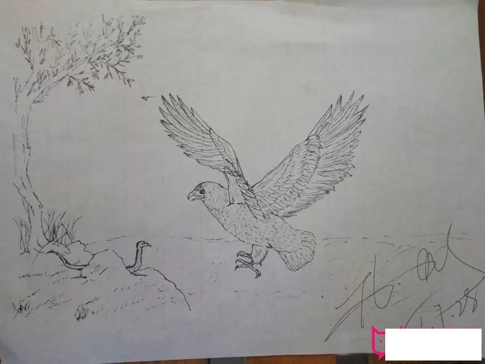 简单的动物简笔画，捕食的雄鹰