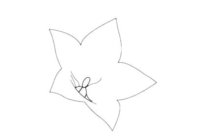 桔梗花简笔画图片