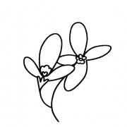 兰花花朵的画法花