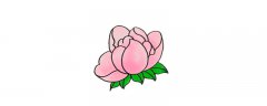芍药简单画法