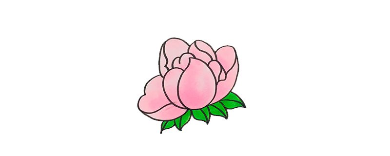 芍药简单画法