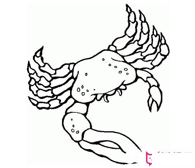 螃蟹简笔画图片，儿童学画螃蟹