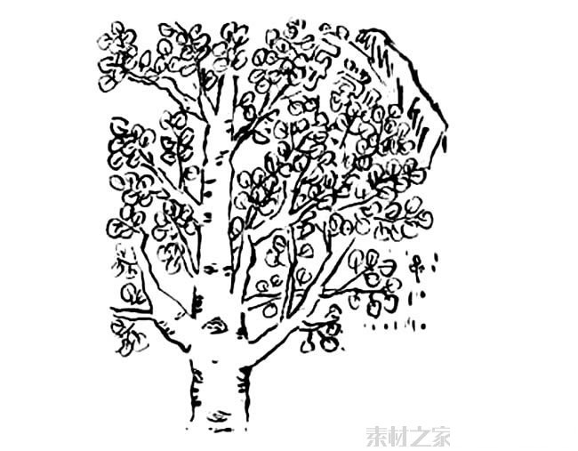 白杨树简笔画图片