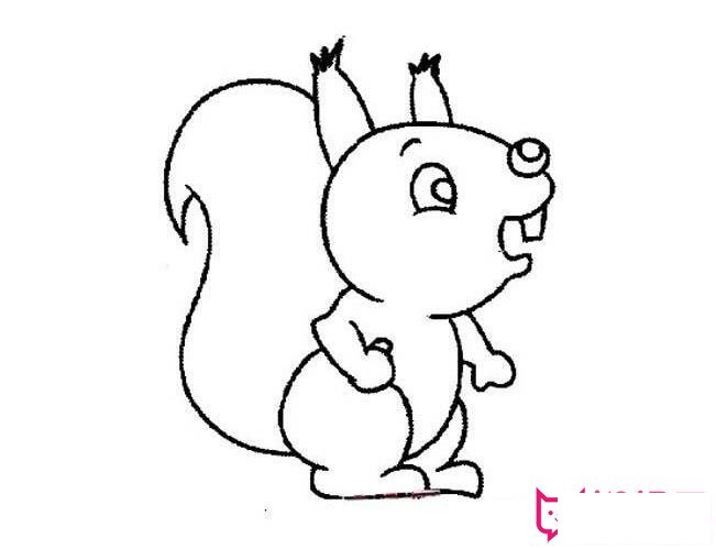 小动物简笔画大全，可爱的小松鼠简笔画