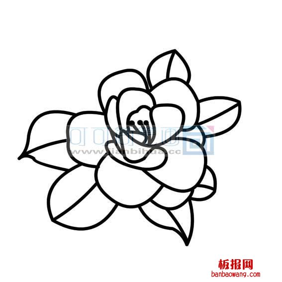 茶花的简单画法1
