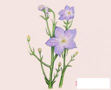 桔梗花简笔画画法步骤教程涂颜色