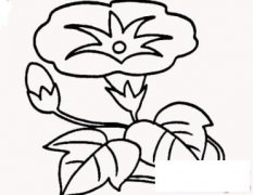 唯美牵牛花简笔画画法_怎么画唯美牵牛花
