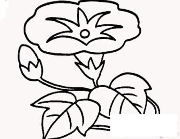 简笔画唯美牵牛花的具体画法步骤图片教程