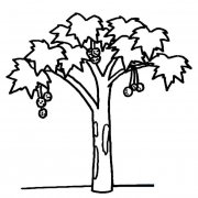 枫树植物简笔画步骤图片大全