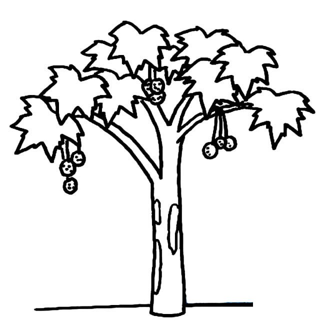 枫树植物简笔画步骤图片大全